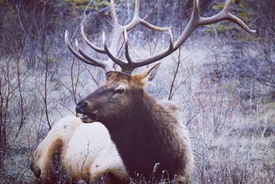 Alternative view of Hunting