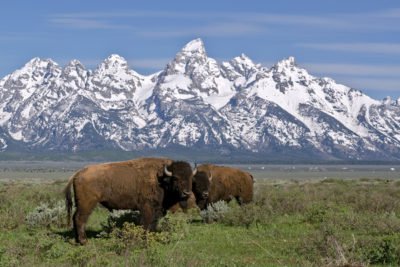 grand teton