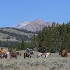 horseback yellowstone